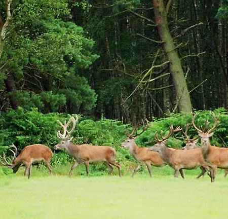 아파트 Reetwinkel In *