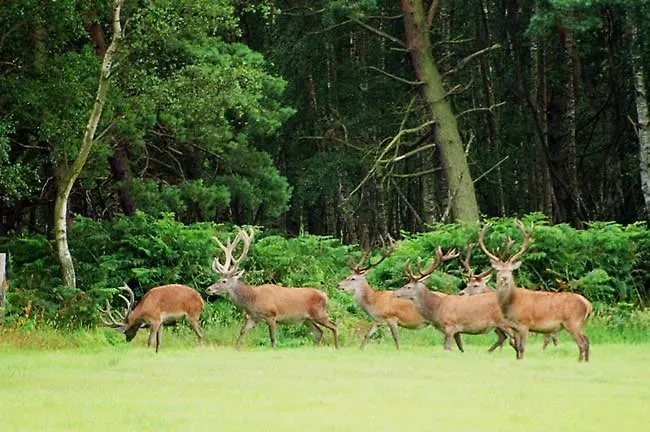 Apartamento Reetwinkel In *